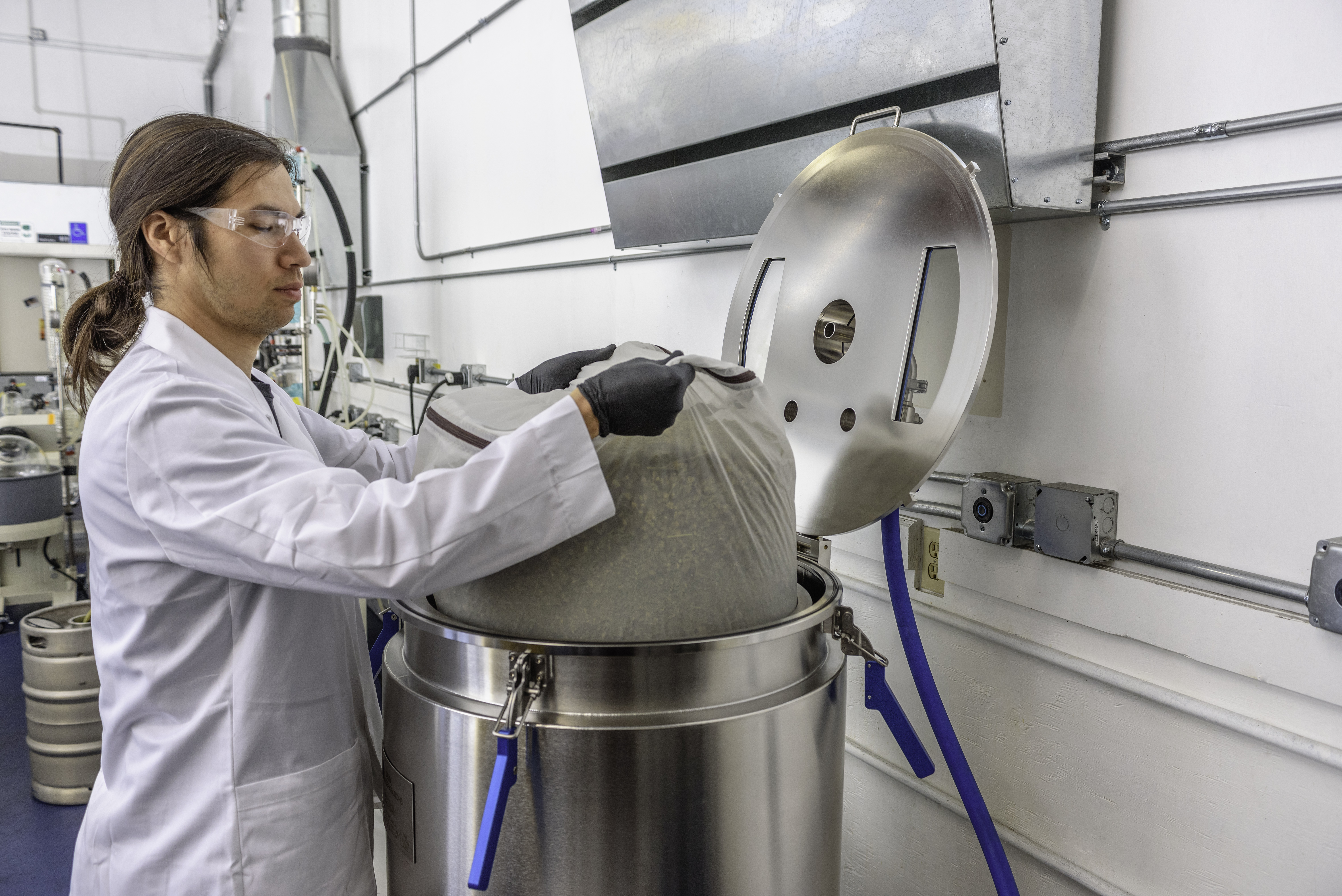 Worker emptying cannabis buds into oil extraction machines